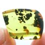 Rare Isopod In Dominican Amber