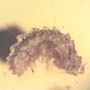Rare Isopod In Dominican Amber