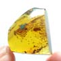 Rare Isopod In Dominican Amber