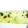 Rare Isopod In Dominican Amber