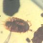 Rare Isopod In Dominican Amber