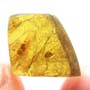 Rare Isopod In Dominican Amber