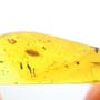 Rare Isopod In Dominican Amber