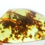 Rare Isopod In Dominican Amber