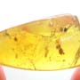 Rare Isopod In Dominican Amber