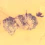 Rare Isopod In Dominican Amber