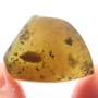 Rare Isopod In Dominican Amber