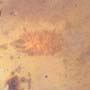 Rare Isopod In Dominican Amber