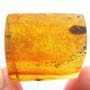 Rare Isopod In Dominican Amber