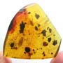 Rare Isopod In Dominican Amber