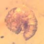 Rare Isopod In Dominican Amber
