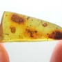 Rare Isopod In Dominican Amber