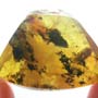 Rare Isopod In Dominican Amber