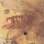Rare Isopod In Dominican Amber