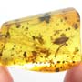 Rare Isopod In Dominican Amber