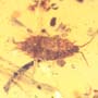 Rare Isopod In Dominican Amber
