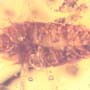 Rare Isopod In Dominican Amber