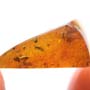 Rare Isopod In Dominican Amber