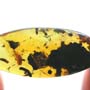 Rare Isopod In Dominican Amber