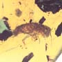 Rare Isopod In Dominican Amber