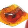Rare Isopod In Dominican Amber