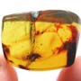 Rare Isopod In Dominican Amber