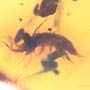 Rare Isopod In Dominican Amber