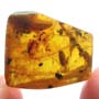Rare Isopod In Dominican Amber