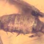 Rare Isopod In Dominican Amber