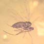 Rare Jumping Plant Lice And Gall Midge In Dominican Amber