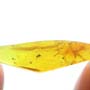 Rare Jumping Plant Lice And Gall Midge In Dominican Amber