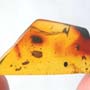 Rare Larval Case Of Tineid Moth In Dominican Amber