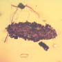 Rare Larval Case Of Tineid Moth In Dominican Amber