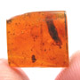 Rare Larval Case Of Tineid Moth In Dominican Amber.