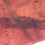 Rare Larval Case Of Tineid Moth In Dominican Amber.