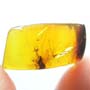 Rare Leafhopper Fighting Gall Midge In Dominican Amber