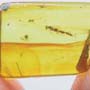 Rare Mating Bethylid Wasp And Worker Ant In Dominican Amber