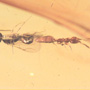 Rare Mating Bethylid Wasp And Worker Ant In Dominican Amber