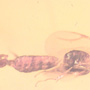 Rare Mating Bethylid Wasp And Worker Ant In Dominican Amber
