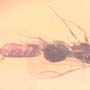 Rare Mating Bethylid Wasp And Worker Ant In Dominican Amber