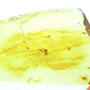 Rare Mating Black Scavenger Fly And Spider In Dominican Amber