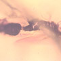 Rare Mating Black Scavenger Fly And Spider In Dominican Amber