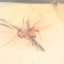 Rare Mating Black Scavenger Fly And Spider In Dominican Amber