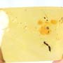Rare Mating Black Scavenger Fly In Dominican Amber