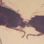 Rare Mating Black Scavenger Fly In Dominican Amber