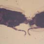 Rare Mating Black Scavenger Fly In Dominican Amber
