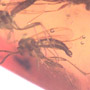 Rare Ant Pupa With Moth Fly And A Leaf
