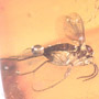 Rare Ant Pupa With Moth Fly And A Leaf