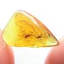 Rare Mating Gall Midge In Dominican Amber
