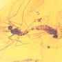 Rare Mating Gall Midge In Dominican Amber